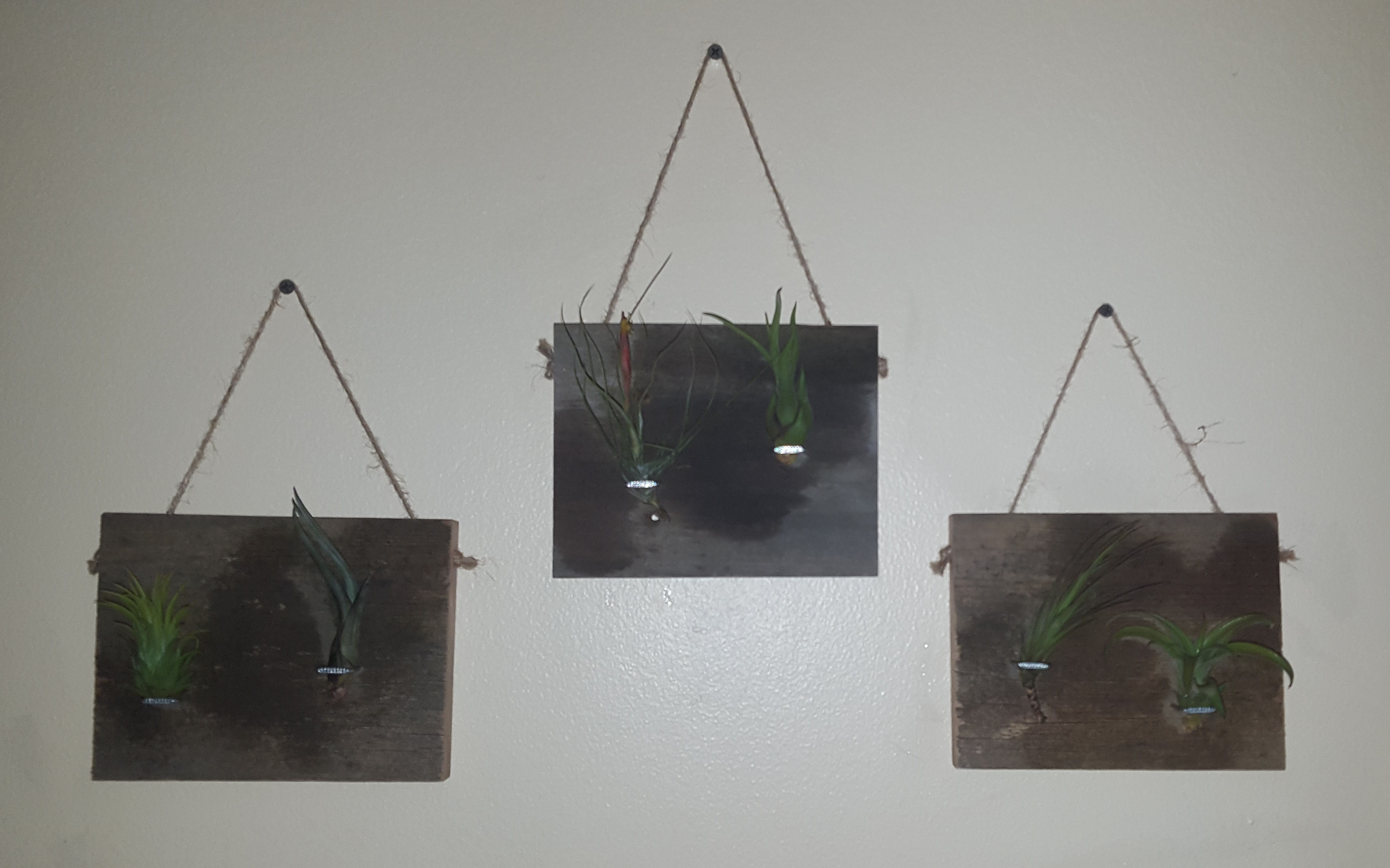 Reclaimed wood - Display for 6 airplants- Tillandsia - Click Image to Close